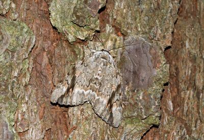 Sad Underwing Moth