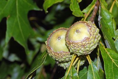 Overcup Oak Acorns