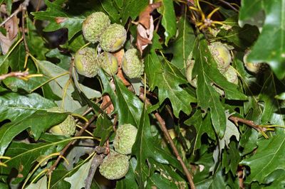 Overcup Oak Acorns
