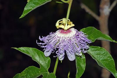 Wildflowers & Other Plants
