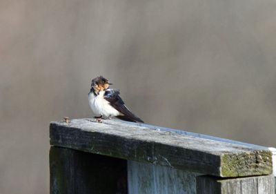 Swallows
