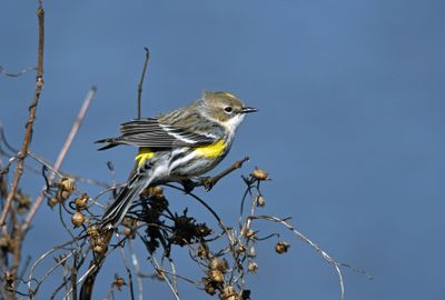 Yellow-rumped Warbler