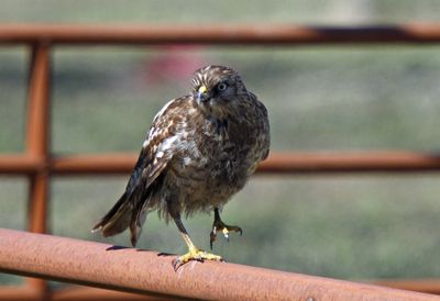 Melanistic Red-shouldered Hawk