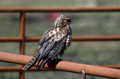 Melanistic Red-shouldered Hawk