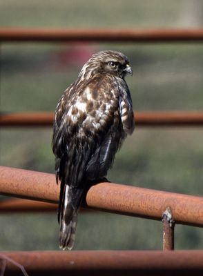 Melanistic Red-shouldered Hawk