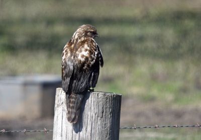 Melanistic Red-shouldered Hawk