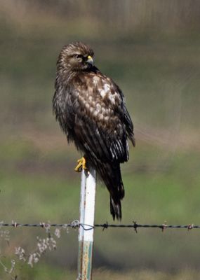 Melanistic Red-shouldered Hawk