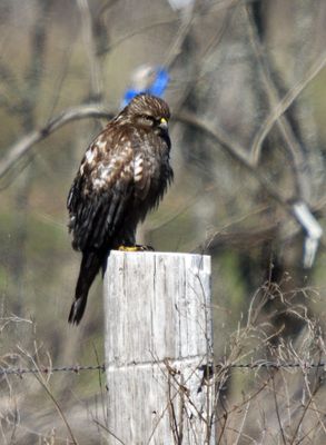 Melanistic Red-shouldered Hawk