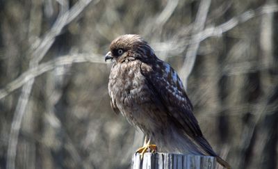 Melanistic Red-shouldered Hawk