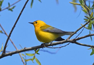 Prothonotary Warbler