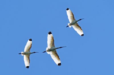 White Ibis