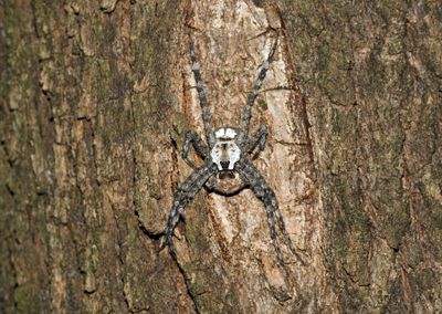 White-banded Fishing Spider (Dolomedes albineus)
