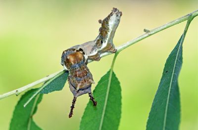Caterpillar species