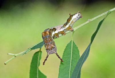 Caterpillar species