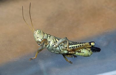 Differential Grasshopper