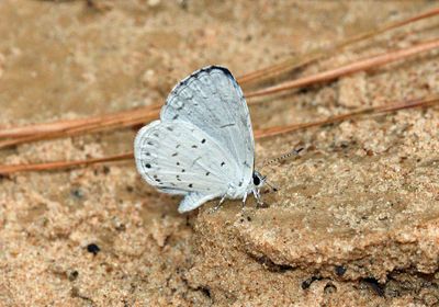 Summer Azure