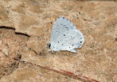 Summer Azure