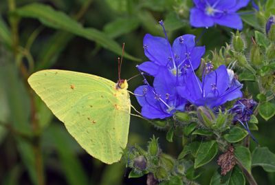 Cloudless Sulphur