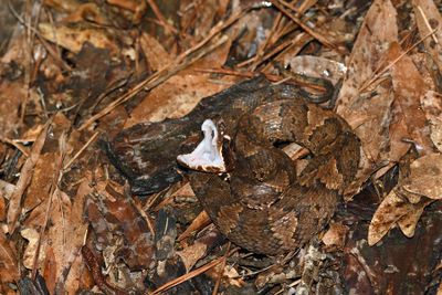 Western Cottonmouth