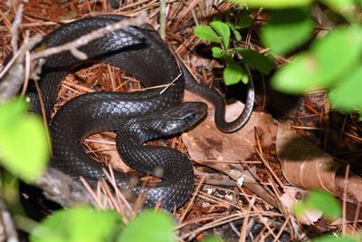 Southern Black Racer