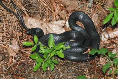 Southern Black Racer