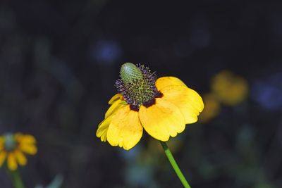 Clasping Coneflower