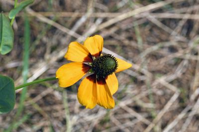 Clasping Coneflower