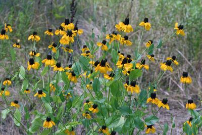 Clasping Coneflower