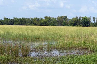 Manna Grass