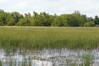 Manna Grass