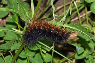 Wooley Bear Caterpillar