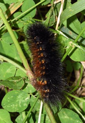 Wooley Bear Caterpillar