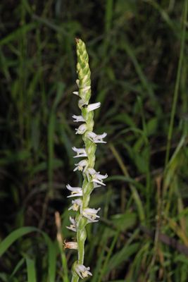 Spiranthes vernalis