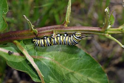 Monarch Caterpillar
