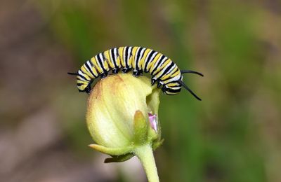 Monarch Caterpillar