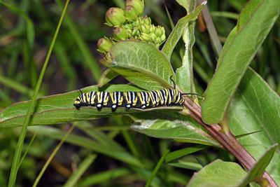 Monarch Caterpillar