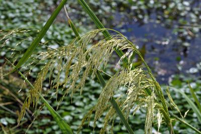 Giant Rice Cutgrass
