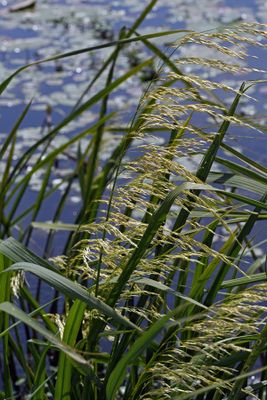 Giant Rice Cutgrass