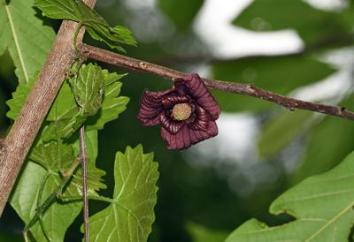 Pawpaw Flower