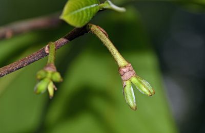 Pawpaw Fruit