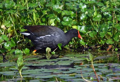 Common Gallinule