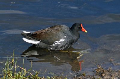 Common Gallinule