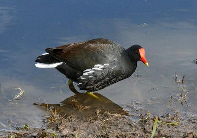 Common Gallinule