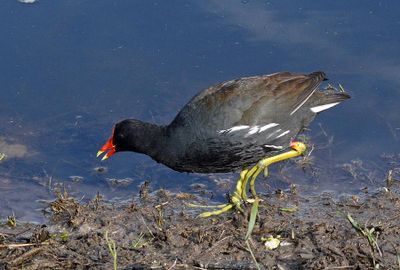 Common Gallinule