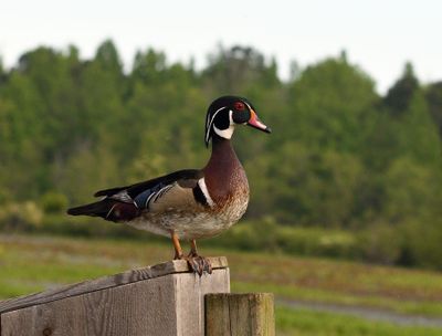 Wood Duck