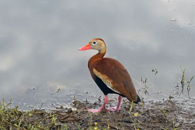 Black-bellied Whistling Duck