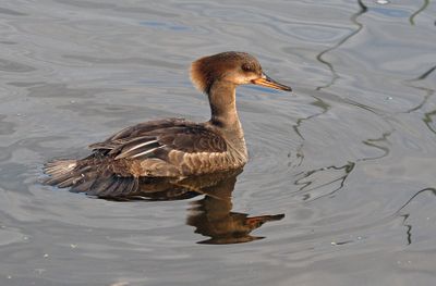Hooded Merganser