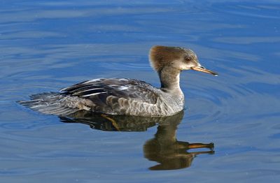 Hooded Merganser