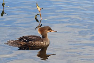 Hooded Merganser