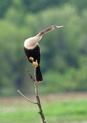Anhinga